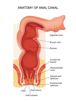 Anorectal-Manometry-Anatomy-of-Anal-Canal
