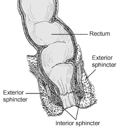Sphincter muscles tested during an anorectal manometry procedure